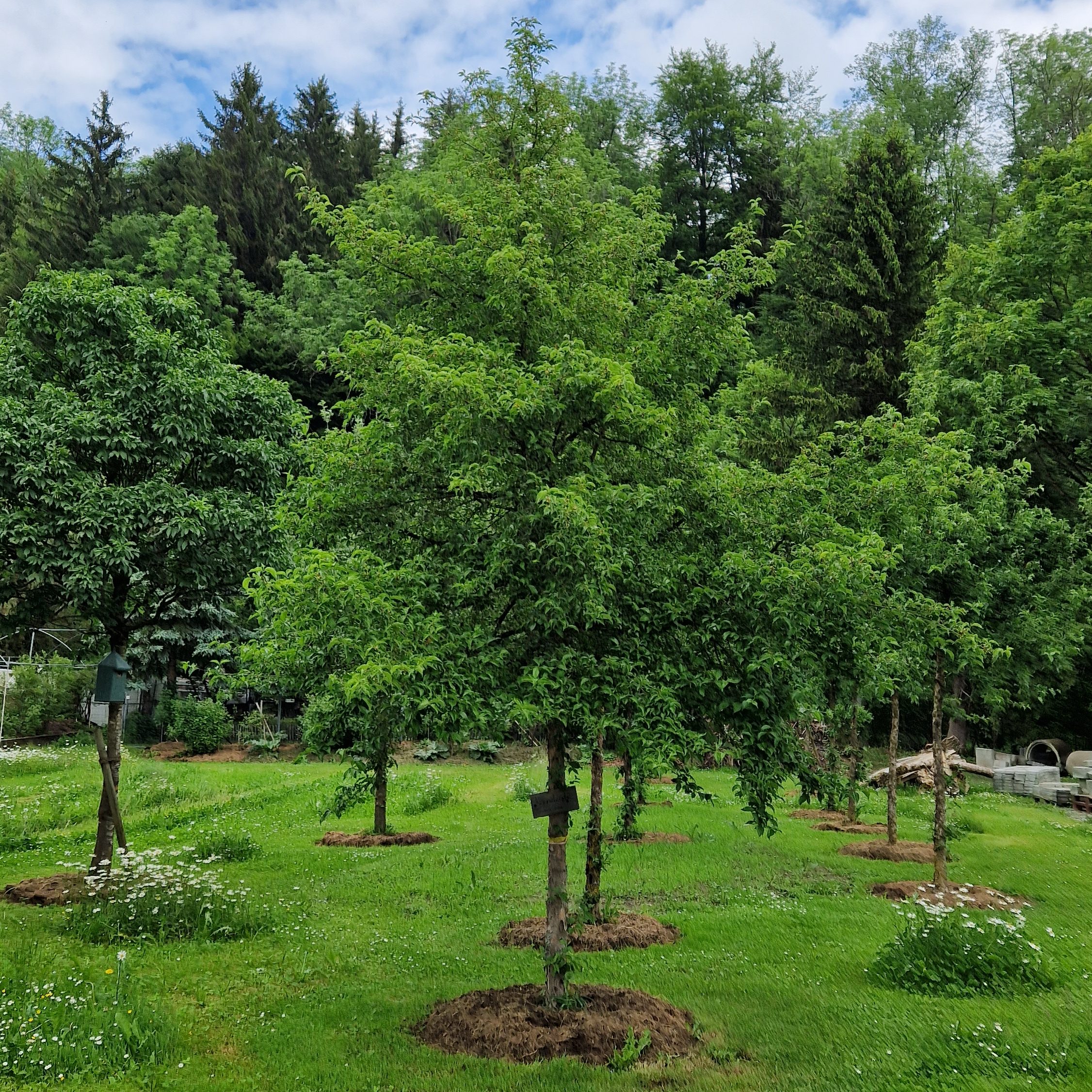 Bildmaterial: Hochstammbäume sind wichtige Klimaregler und Schattenspender im Garten